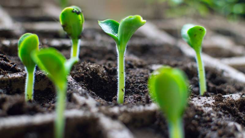 Growing seedlings